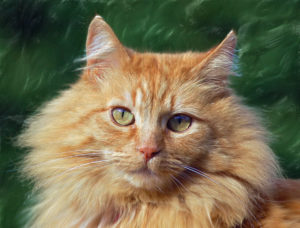 Face of golden cat