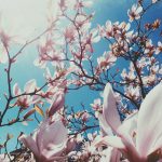 pink Jane Magnolia flowers against a blue sky