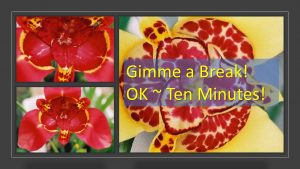 Infographic bright red and yellow flowers, banner says "Gimme a Break - OK Ten Minutes" My Persuasive Presentations