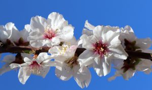 White Spring Blossoms on Blue Sky Background from Pixabay