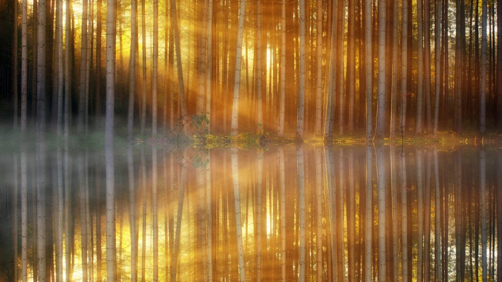 sunbeams radiating through trees and reflecting a mirror-image back on water by J Plenio