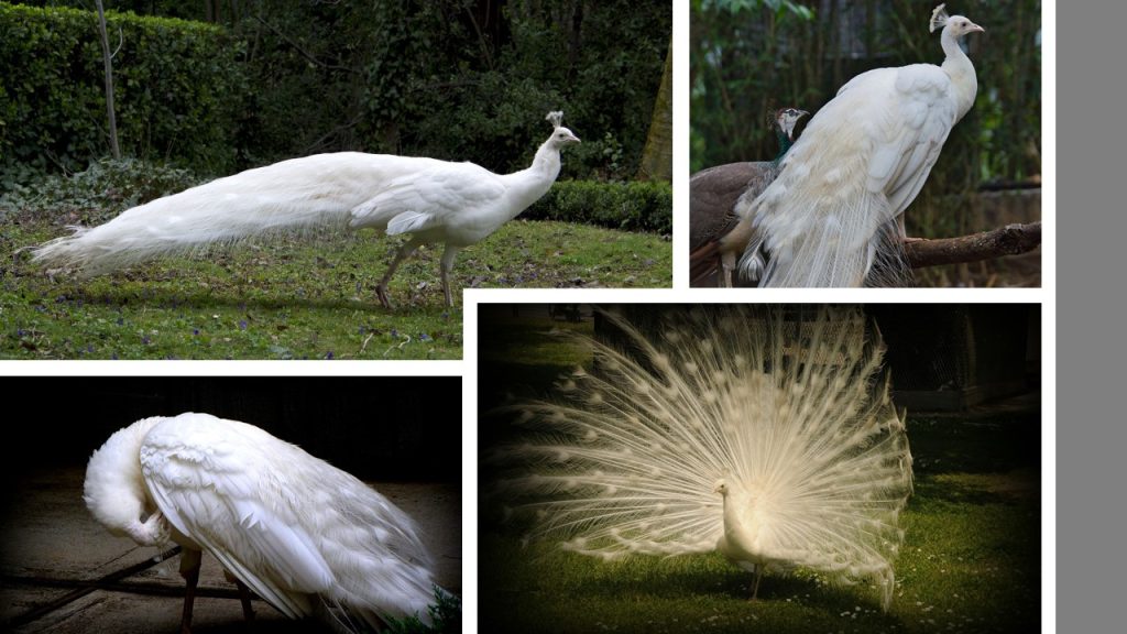 images of a white peacock for #vss365