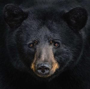 photo of a Black Bear's face by Raincoast