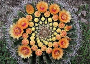 cactus mandala greeting card from Nancy's Novelty Photos on Pixels products