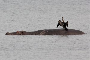 A large bird flapping its wings while sitting on the back of a hippopotamus in water - photo by Nel Botha