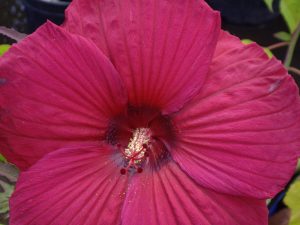 Magenta Hardy Hibiscus blossom by Nancy Ayanna Wyatt