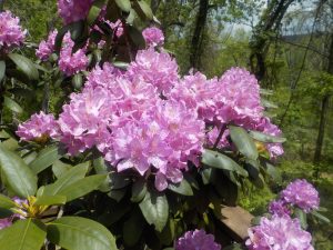 Rhododendron - Purple Prince flowers by Nancy Ayanna Wyatt