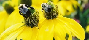 two bees on yellow cone flowers by Nancy Ayanna Wyatt