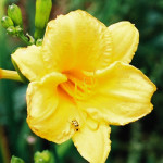 Bug on Yellow Flower
