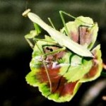 Praying Mantis on Leaf